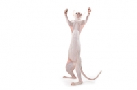 Picture of young sphynx cat on hind legs