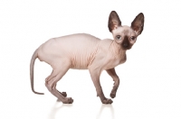 Picture of young Sphynx cat on white background