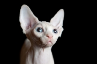Picture of young Sphynx cat portrait