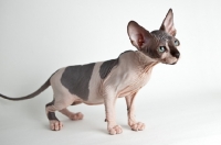 Picture of young sphynx cat side view