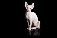 Picture of young Sphynx cat sitting on black background