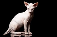 Picture of young sphynx cat sitting