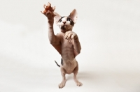 Picture of young sphynx cat standing on hind legs