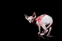 Picture of young sphynx cat wearing a striped jumper