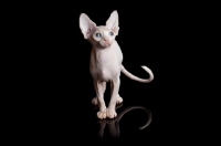 Picture of young Sphynx cat