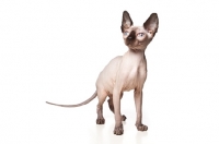 Picture of young Sphynx cat