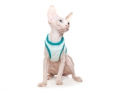 Picture of young Sphynx kitten wearing a jumper