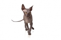 Picture of young Sphynx on white background