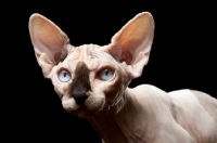 Picture of young sphynx with blue eyes