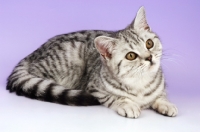 Picture of young spotted tabby british shorthair cat, looking away