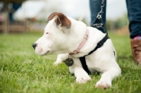 Picture of young Staffordshire Bull Terrier lying down on grass