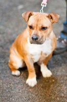 Picture of young Staffordshire Bull Terrier