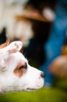 Picture of young Staffordshire Bull Terrier, profile