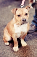 Picture of young Staffordshire Bull Terrier 