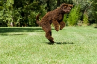 Picture of young standard poodle jumping into air