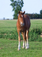 Picture of young Suffolk Punch on grass