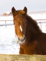 Picture of young Suffolk Punch portrait