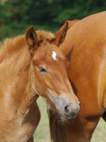 Picture of young Suffolk Punch portrait