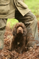 Picture of young Sussex Spaniel in countryside with owner