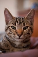 Picture of Young tabby cat looking at camera