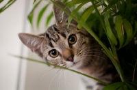 Picture of Young tabby cat peeking out from plant
