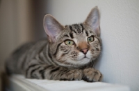 Picture of Young tabby cat sitting on radiator