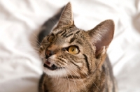 Picture of Young tabby hissing