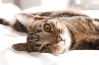 Picture of Young tabby lying on white bed
