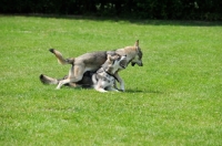 Picture of young Tamaskan dog playing