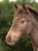 Picture of young thoroughbred, portrait
