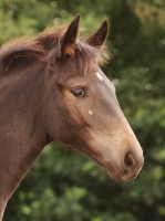 Picture of young thoroughbred