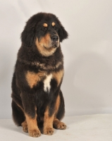 Picture of young Tibetan Mastiff in studio