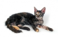 Picture of young tortoiseshell LaPerm cat