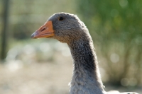 Picture of young toulouse geese