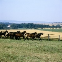 Picture of young trakehners at gestÃ¼t webelsgrÃ¼nd