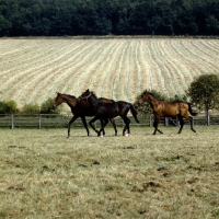 Picture of young trakehners at gestÃ¼t webelsgrÃ¼nd