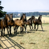 Picture of young trakehners at gestÃ¼t webelsgrÃ¼nd