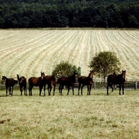 Picture of young trakehners at gestÃ¼t webelsgrÃ¼nd