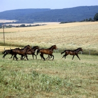 Picture of young trakehners at gestÃ¼t webelsgrund