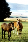 Picture of young trakehners at weblesgrund 