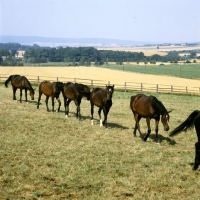 Picture of young trakehners in single file at gestÃ¼t webelsgrÃ¼nd