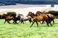 Picture of young trakehners running together in field in germany