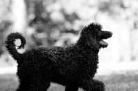 Picture of young undocked poodle, 11 months