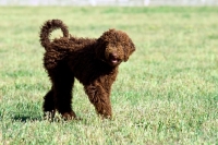 Picture of young undocked poodle walking on grass