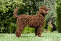 Picture of young undocked poodle