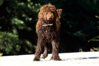 Picture of young undocked standard poodle standing on a road