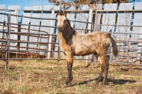 Picture of young unkempt Morgan Horse