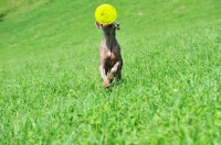 Picture of young Weimaraner retrieving frisbee