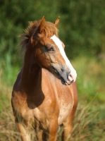 Picture of young Welsh Cob (section d)