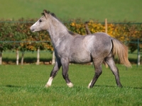 Picture of young Welsh Mountain Pony (Section A)